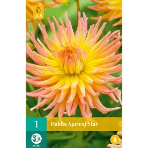 Dahlia Cactus Apricot Star