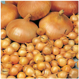 Plantuien Centurion F1 (25 kilo)