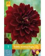Dahlia Decoratief Arabian Night zwartrood