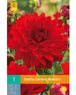 Dahlia Decoratief Garden Wonder