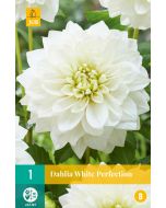Dahlia Decoratief White Perfection
