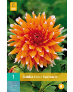 Dahlia Cactus Color Spectacle