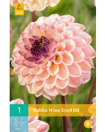 Dahlia Pompon Wine Eyed Jill