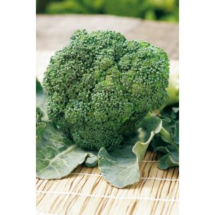 Broccoli Groene Calabrese Natalino