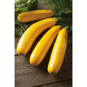 Courgette Gold rush F1 geel
