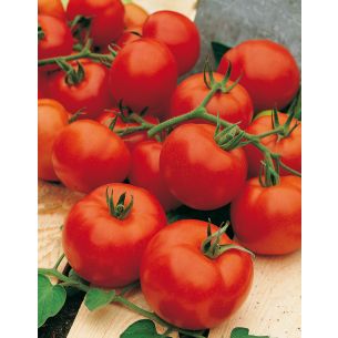 Tomaten Vitador (trostomaat)
