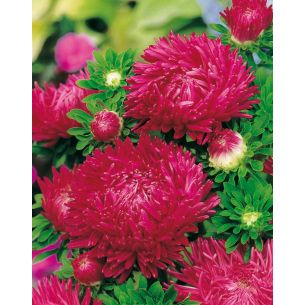 Aster Paeony Duchesse Scarled Red