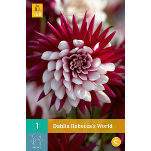 Dahlia Cactus Rebecca's World