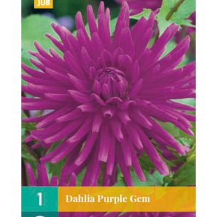 Dahlia Cactus Purple Gem