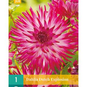 Dahlia Dutch Explosion