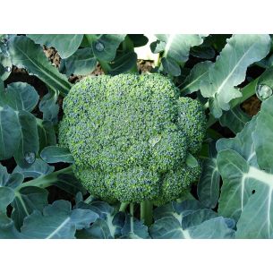 Broccoli Fiësta F1 Hybride