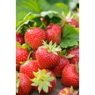 Zaai-aardbei Grandian F1 grootvruchtig