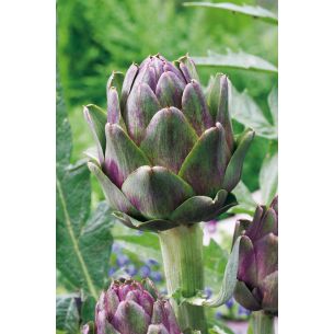 Artisjokken Violet de Provence