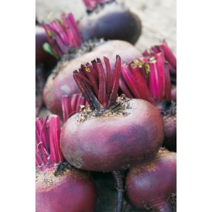 Bieten Egyptische platronde 50 gr