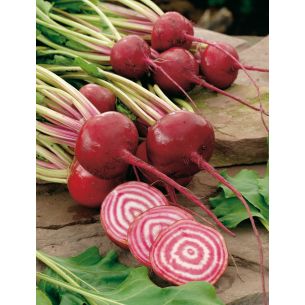 Bieten Chioggia