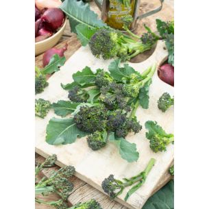 Broccoli Summer Purple   (Aspergebroccoli)