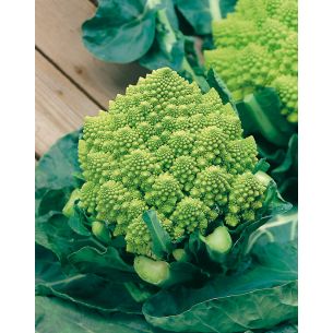 Torentjesbloemkool Romanesco White Gold F1