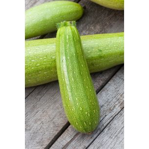 Courgette Lorea F1
