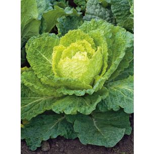 Savooiekool Bloemendaalse Gele 
