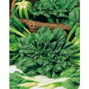 Tah Tsai/Tatsoi 