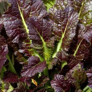 Bladmosterd Red Giant 