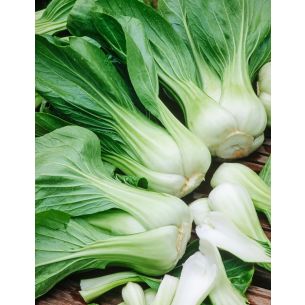 Paksoi Green Fortune F1 Hybride