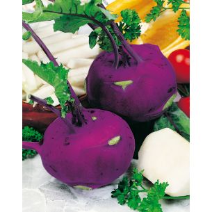 Koolrabi Blauwe Blaro Violet 