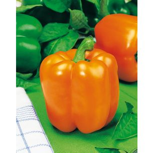 Paprika Orange Horizon