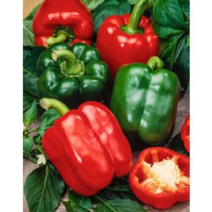 Paprika California Wonder