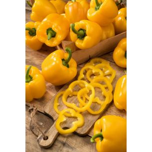 Paprika Yellow California wonder