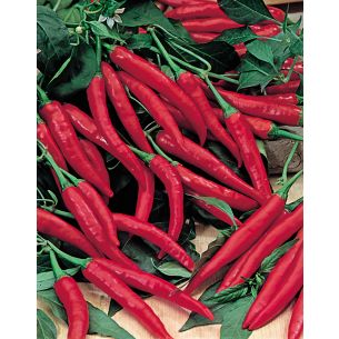 Peper Cayenne (Spaanse)