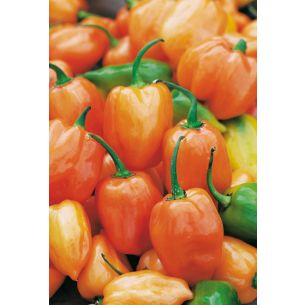 Peper/Paprika Habanero