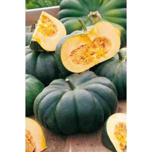 Pompoenen Musquée de Provence