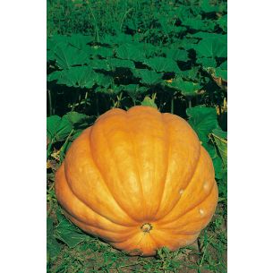 Pompoenen Atlantic Giant