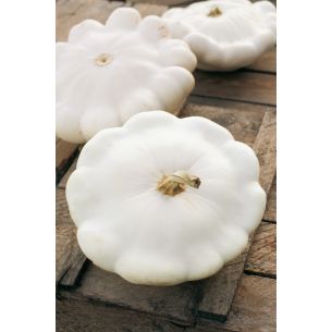 Patisson Early white 