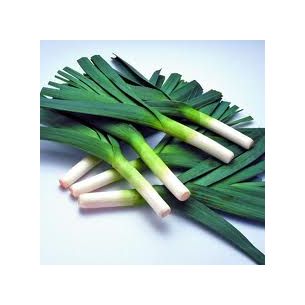 *Prei Blauwgroene Winter Farinto PIL