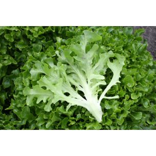 Krulsla Eazyleaf Skilton