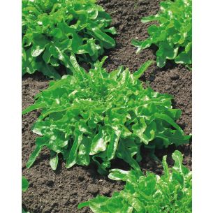 Groen Eikenbladsla Salad Bowl