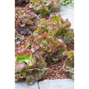 IJsbergsla Rode Grenobloise 