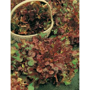 Pluksla Red Salad Bowl