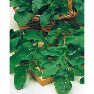 Rucola (arugola/raketkruid)