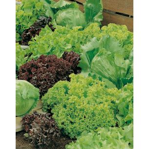 Gemengd sla Mesclun
