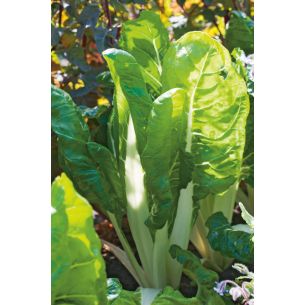 Snijbiet Groene gewone 50 gr.