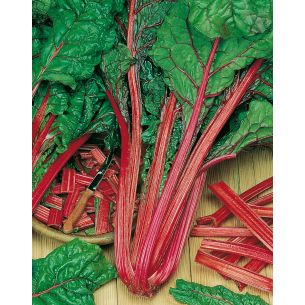 Snijbiet rode Rhubarb Chard