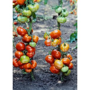 Tomaten Marmande VR