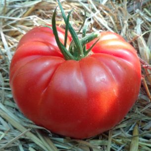 Tomaten Brutus