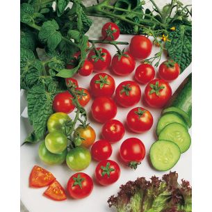 Tomaten Super Sweet 100 F1 (kerstomaat)