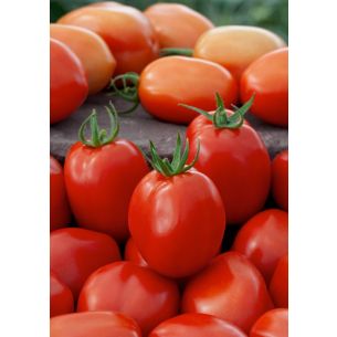 Tomaten Roma