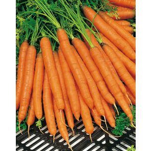 Wortelen Amsterdamse bak MAXI 25 gram