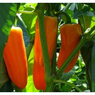 Paprika (snack) Hamik F1
